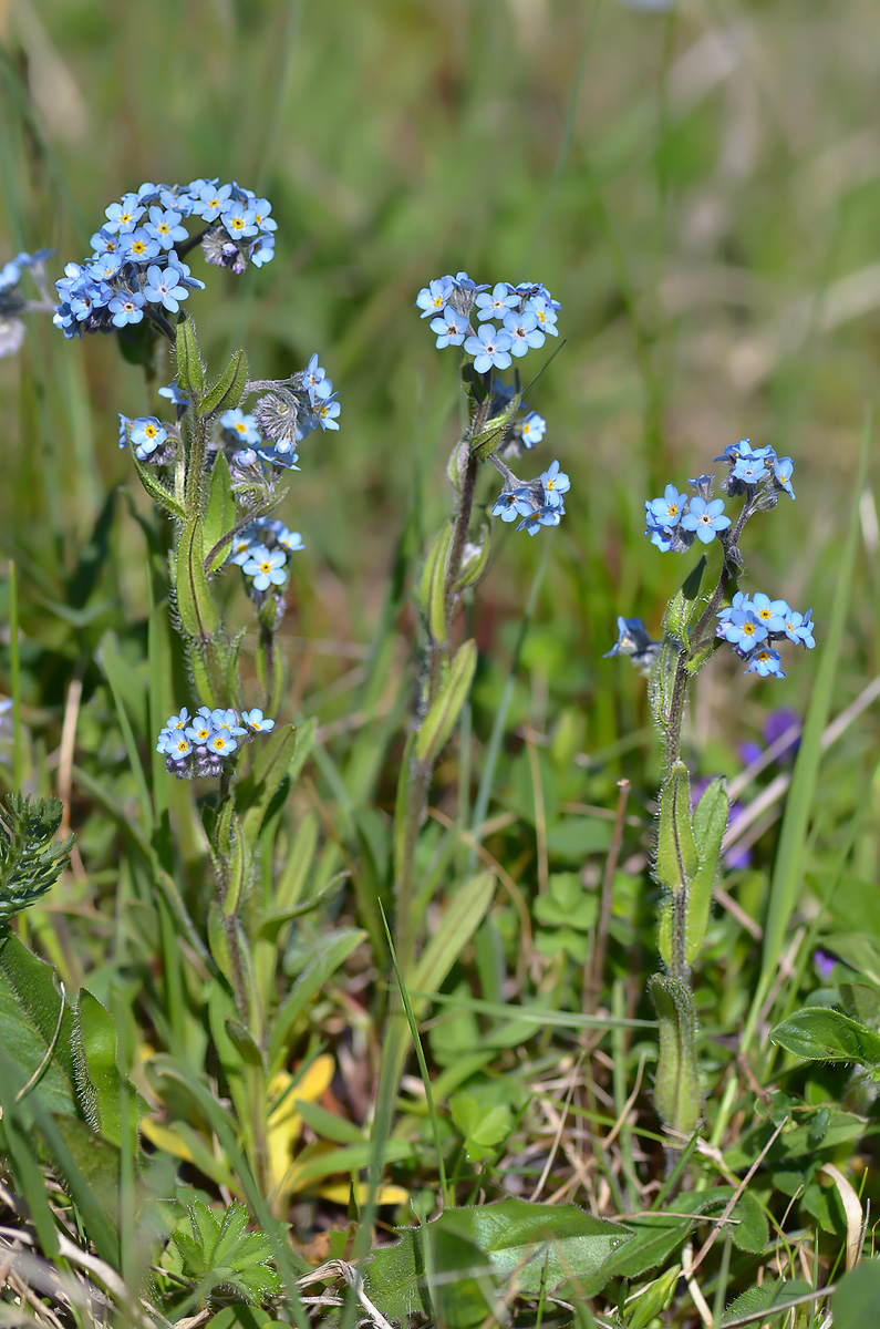 Изображение особи Myosotis alpestris.