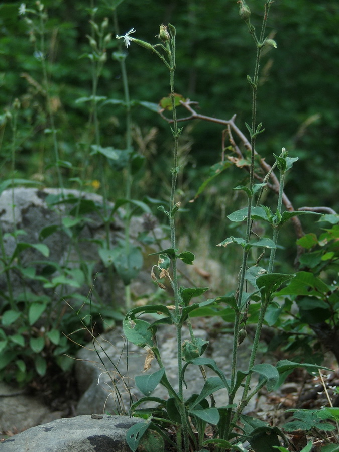 Image of Silene viridiflora specimen.