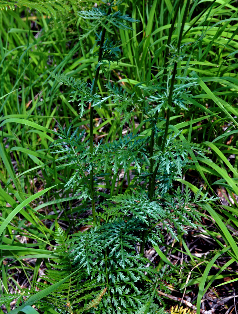 Изображение особи Pyrethrum corymbosum.