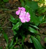 Dianthus barbatus. Цветки. Карачаево-Черкесия, г. Теберда, лиственный лес. 31.08.2019.