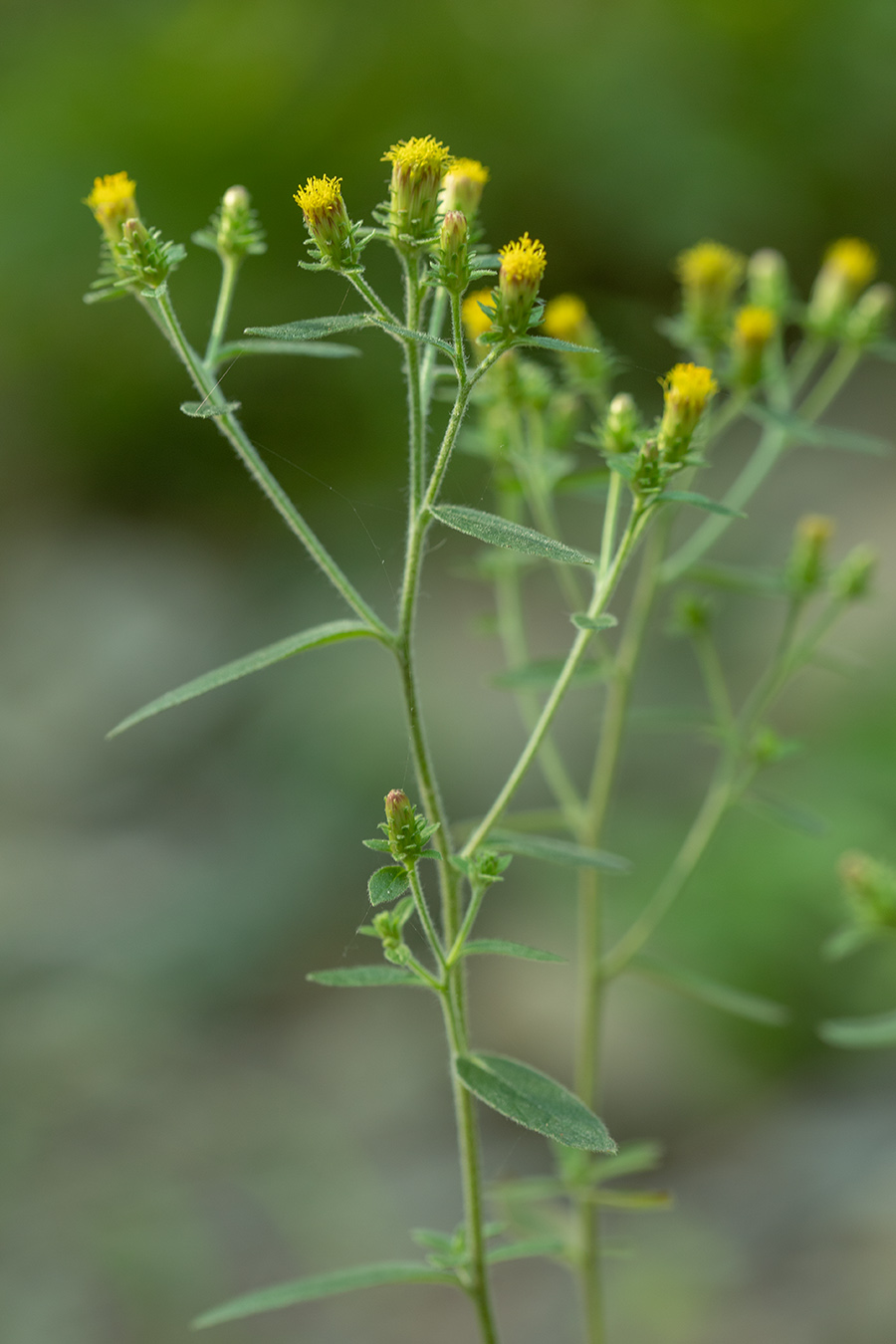 Изображение особи Inula conyza.