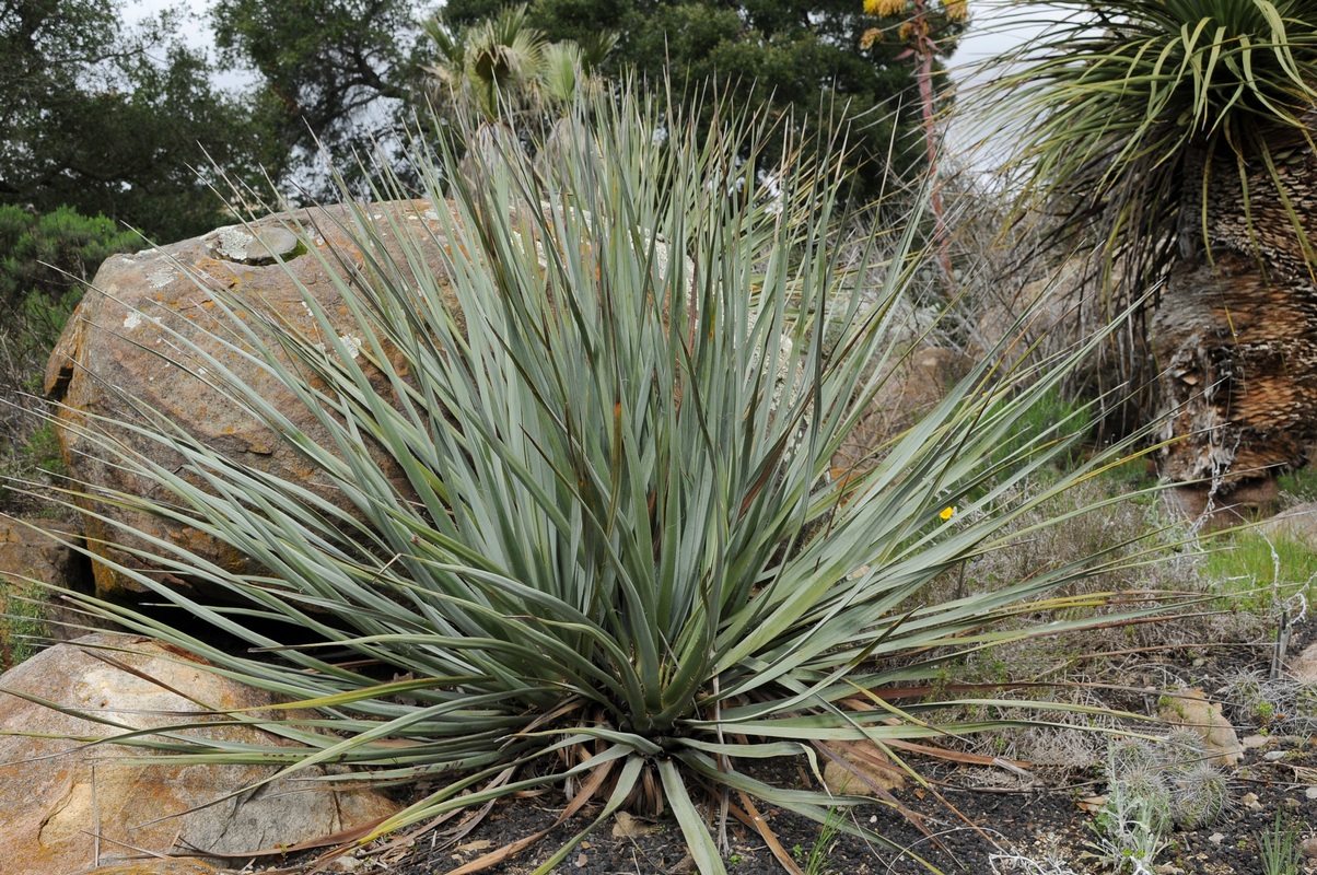 Image of Nolina bigelovii specimen.