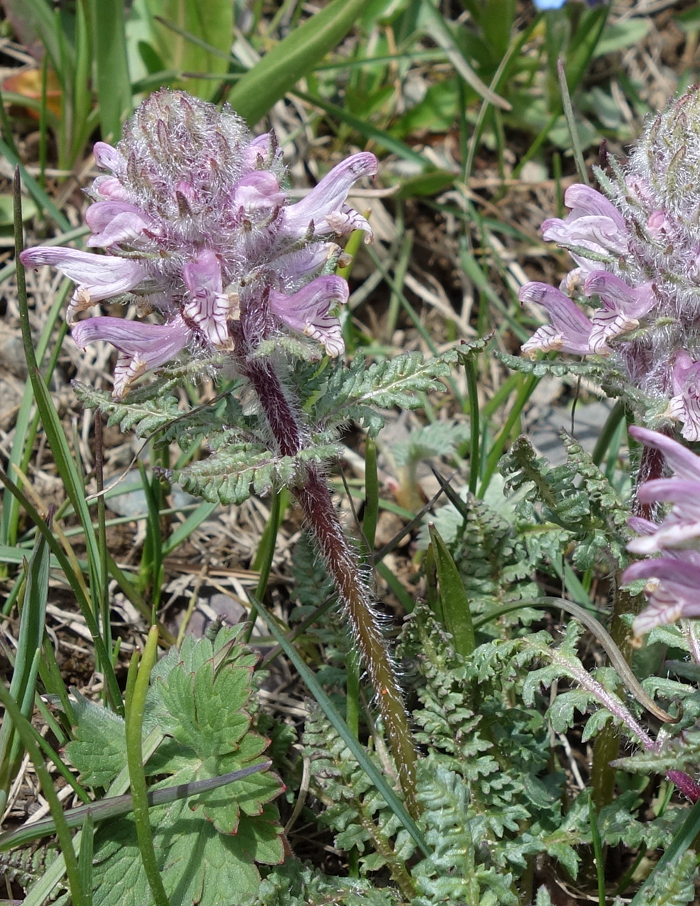 Изображение особи Pedicularis korolkowii.