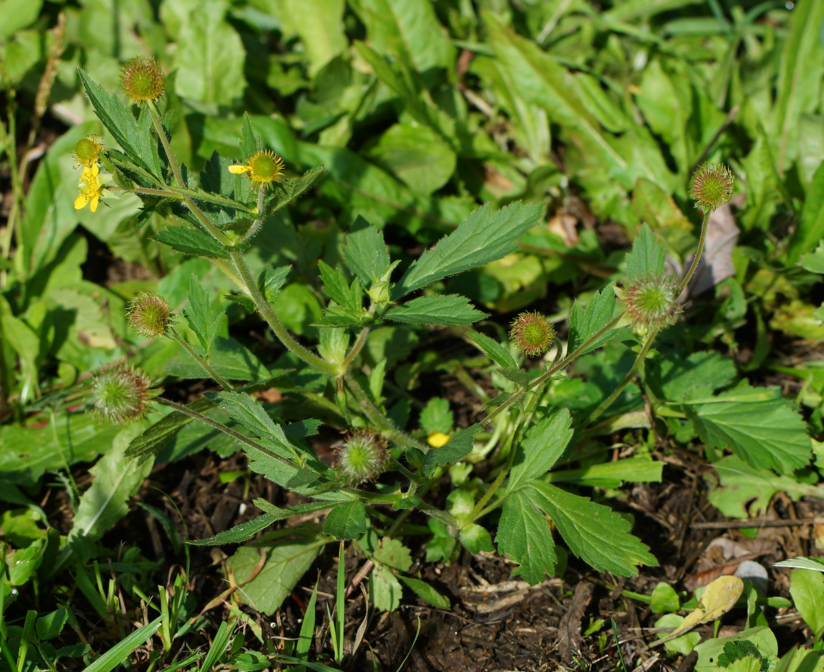 Изображение особи Geum macrophyllum.