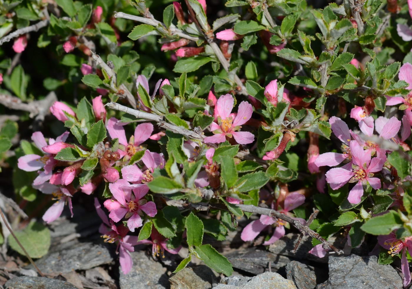 Image of Cerasus erythrocarpa specimen.