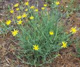 genus Tragopogon