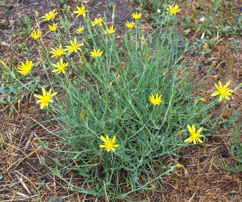 Изображение особи род Tragopogon.