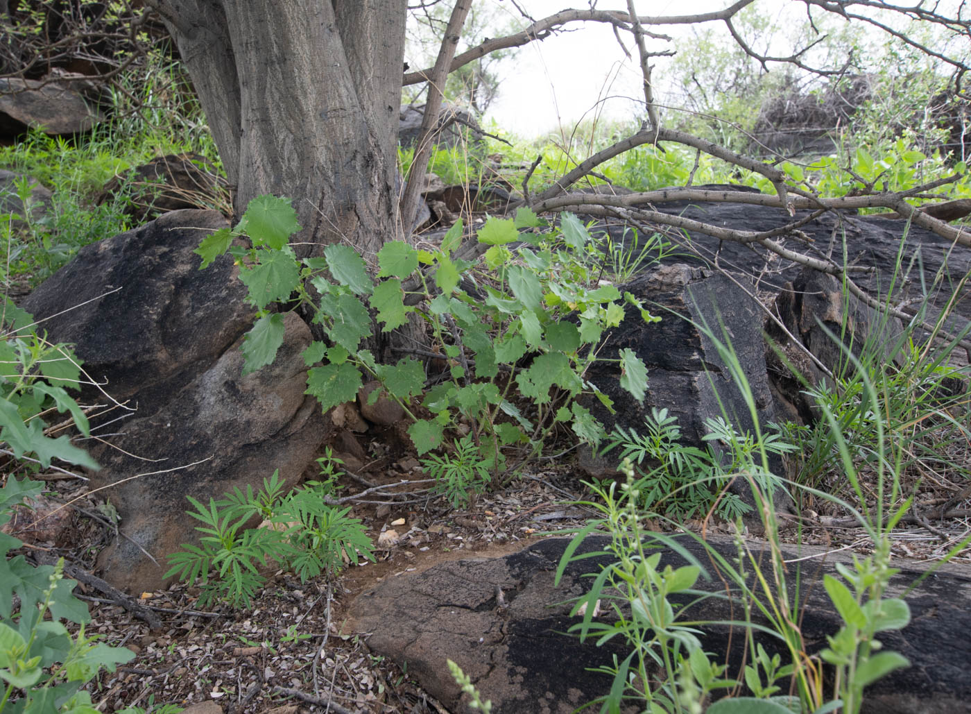 Image of Pavonia burchellii specimen.