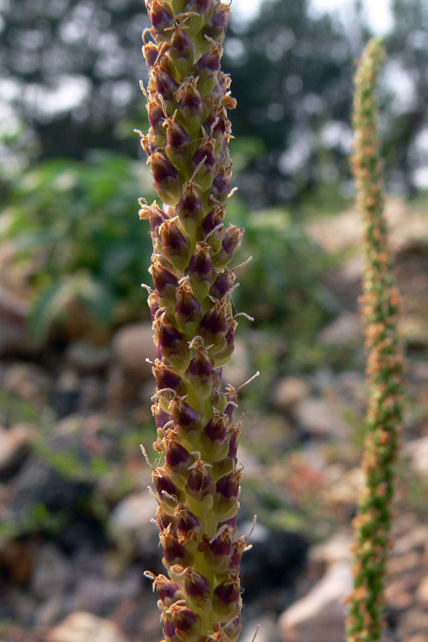 Изображение особи Plantago major.