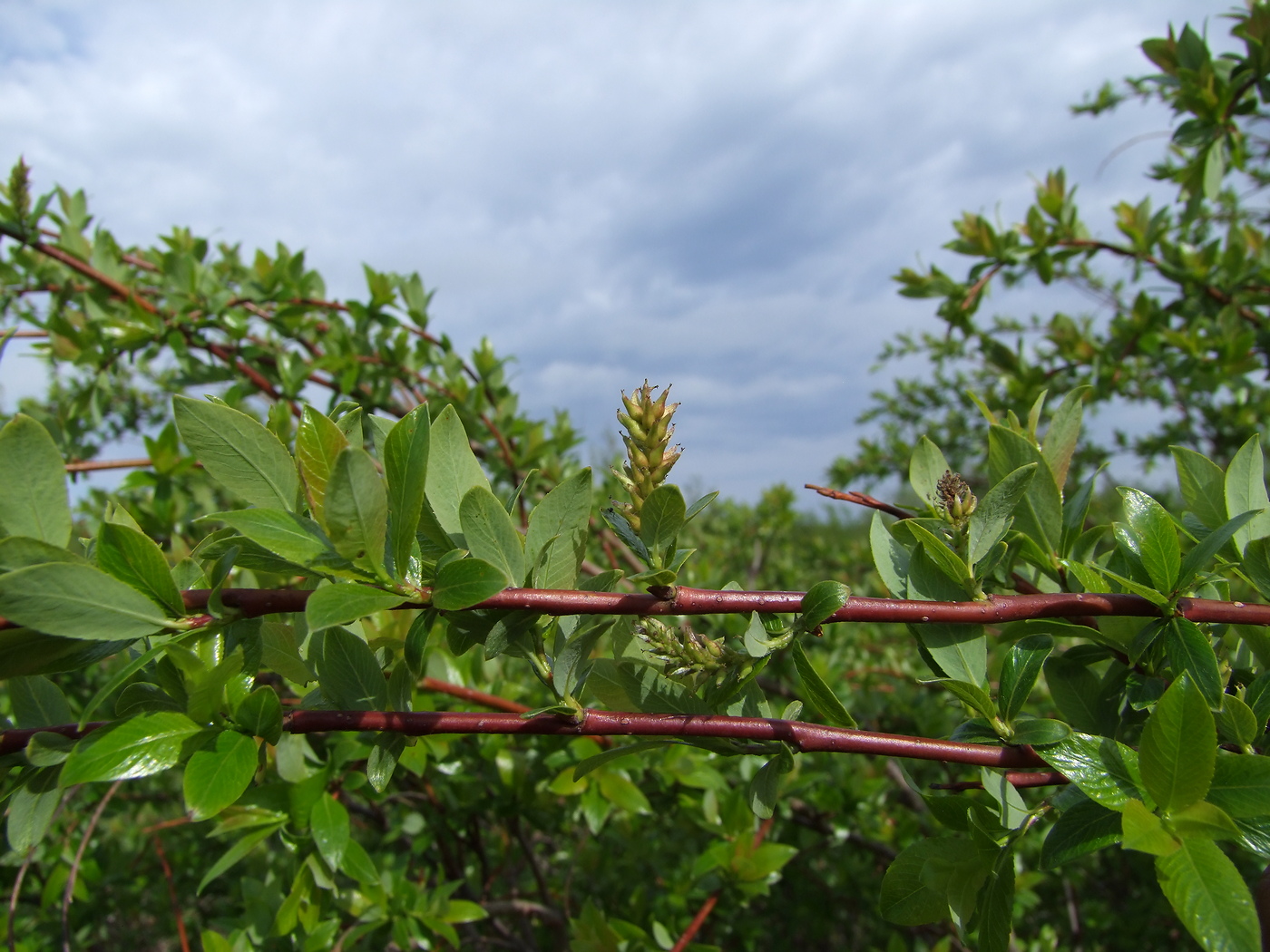 Image of Salix dshugdshurica specimen.