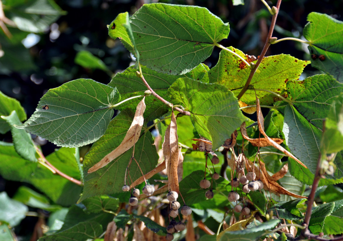 Image of Tilia cordata specimen.