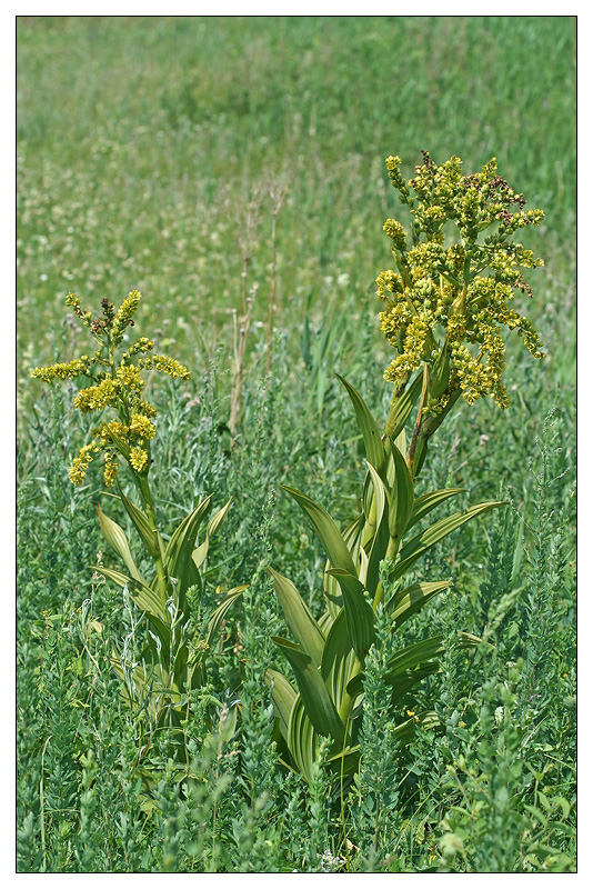 Image of Veratrum lobelianum specimen.