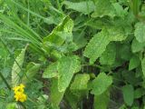 Nepeta grandiflora