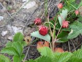 Fragaria viridis. Верхушка плодоносящего растения. Саратовская обл., Хвалынский р-н, окр. г. Хвалынск, Хвалынский горнолыжный курорт, около подъёмника на учебной трассе, каменистая площадка с мергелисто-меловыми выходами. 18.06.2019.