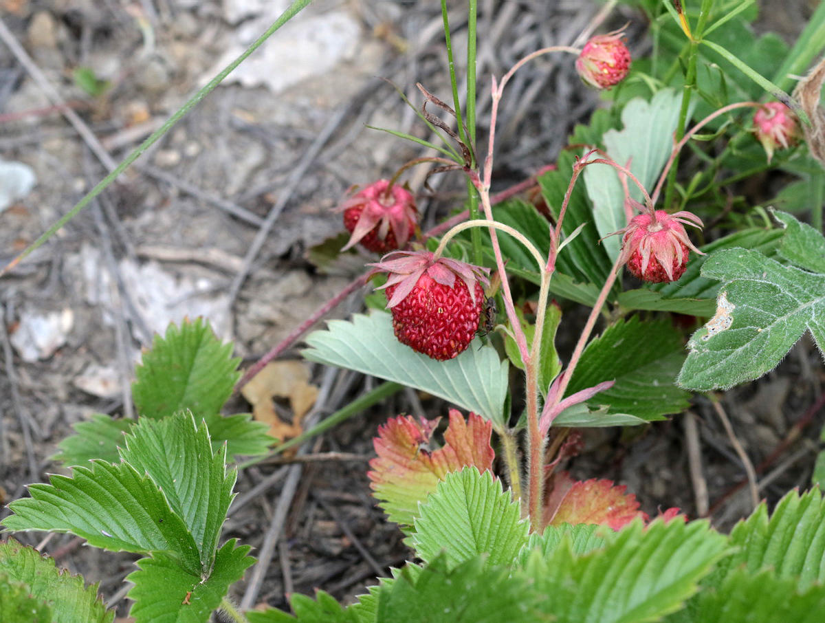 Изображение особи Fragaria viridis.