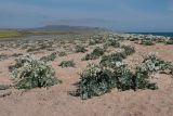 Crambe maritima