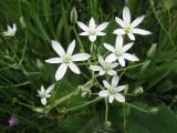 Смотреть изображение Ornithogalum kochii