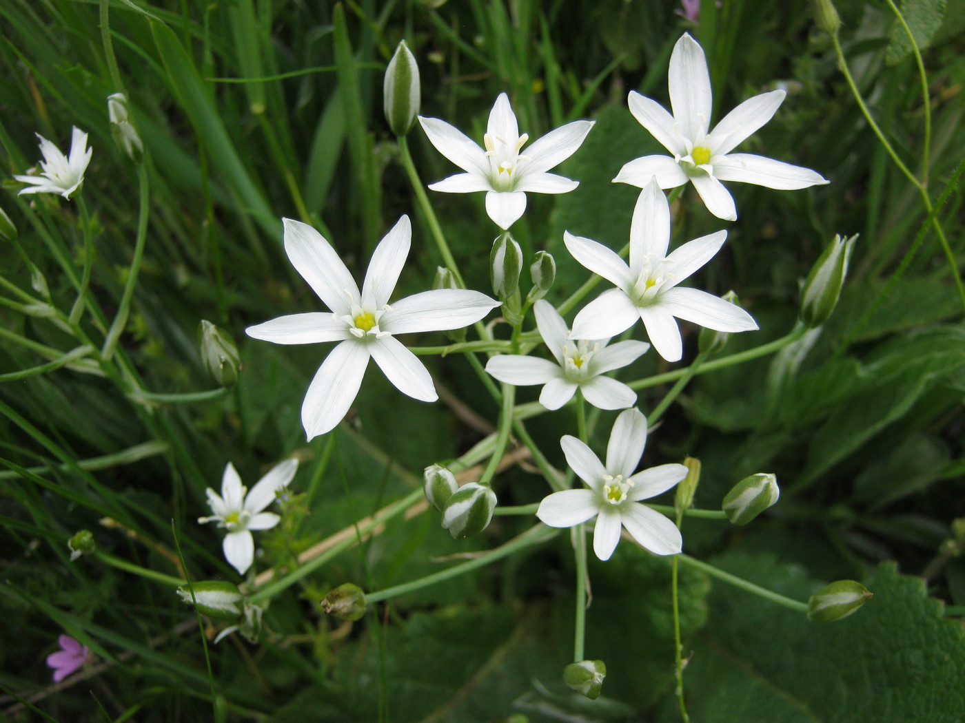 Изображение особи Ornithogalum kochii.