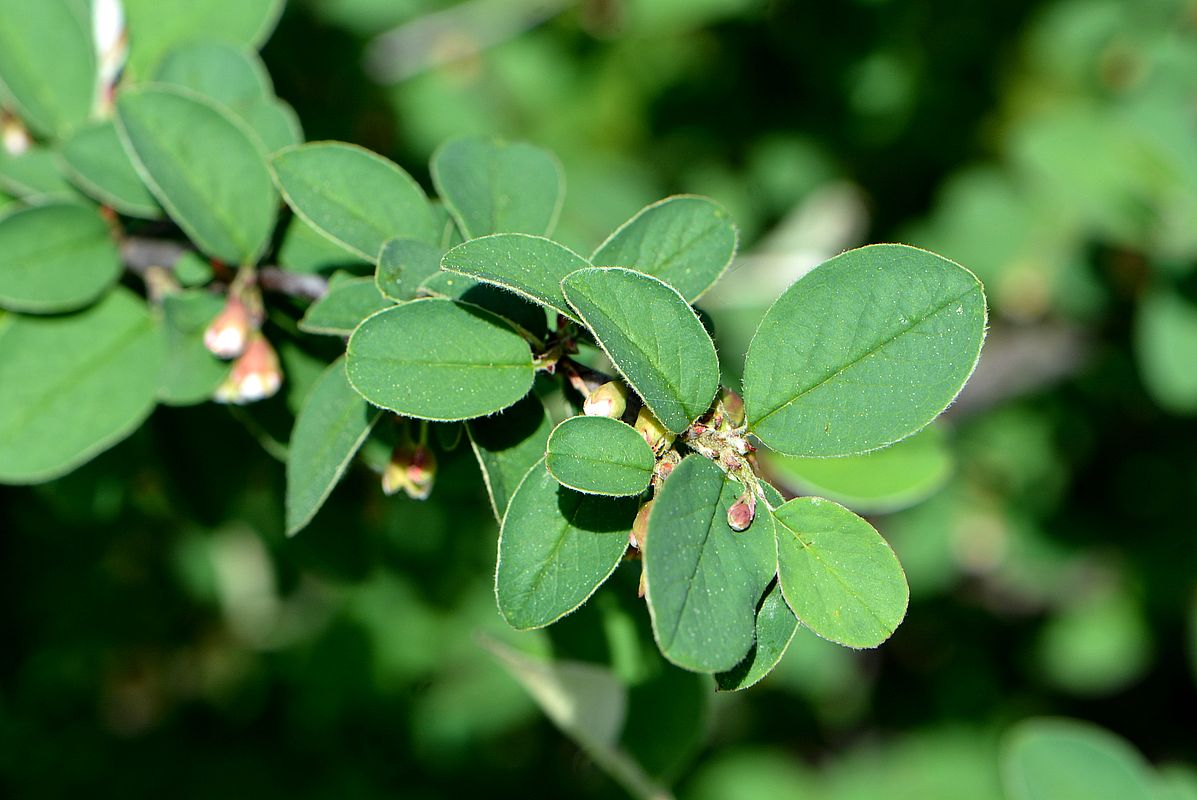 Image of Cotoneaster integerrimus specimen.