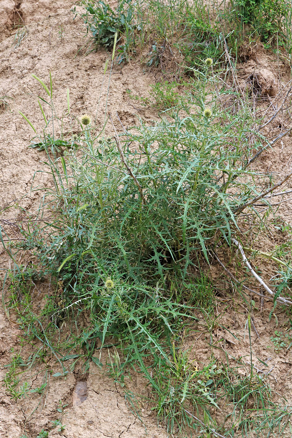 Image of Echinops maracandicus specimen.