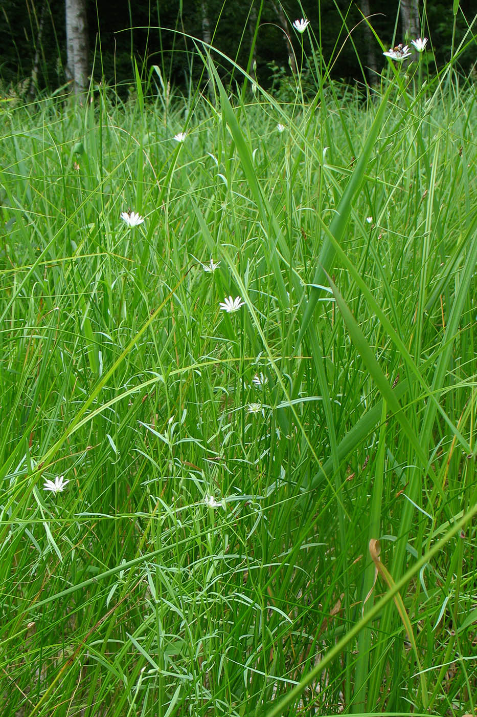 Изображение особи Stellaria palustris.