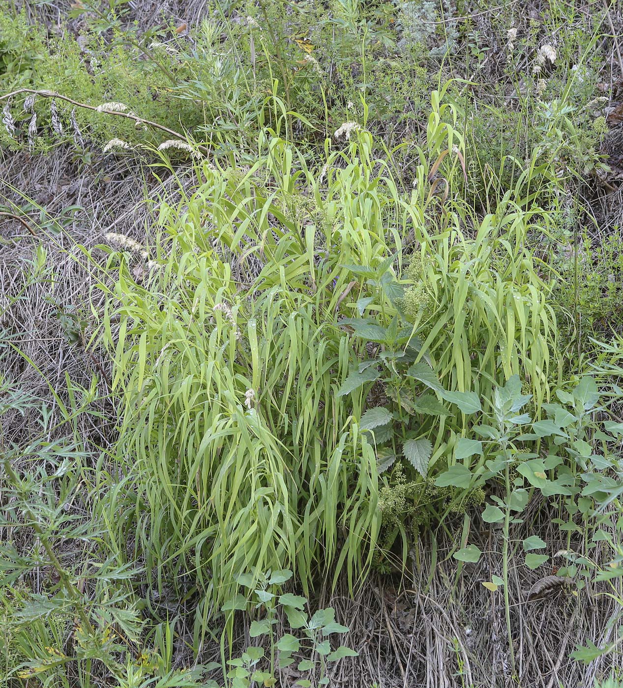 Image of Melica altissima specimen.