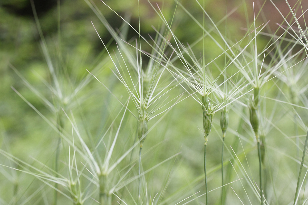 Image of Aegilops biuncialis specimen.