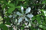 Poncirus trifoliata