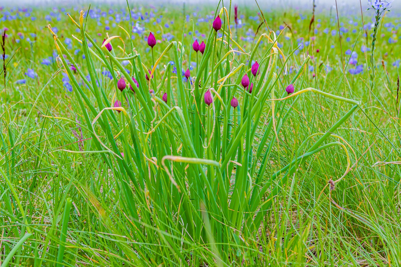 Image of Allium schoenoprasum specimen.