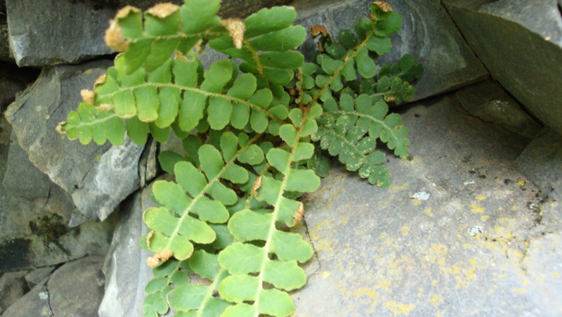 Image of Ceterach officinarum specimen.