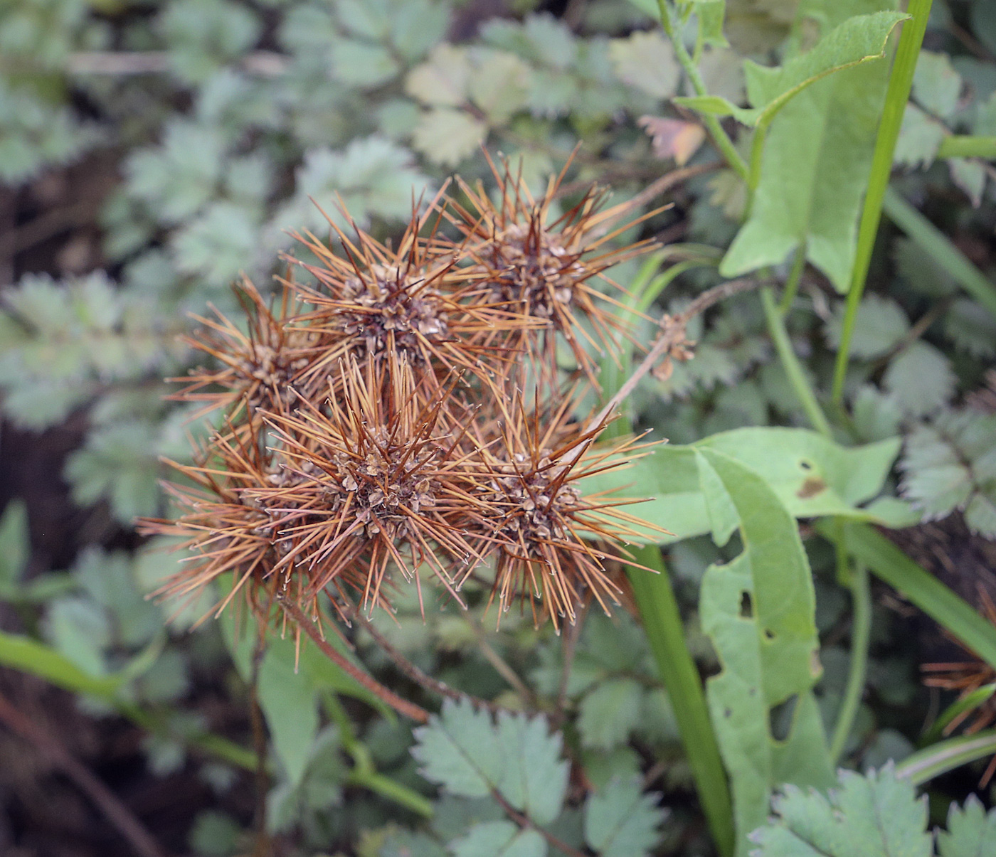 Image of Acaena microphylla specimen.