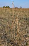 Oenothera biennis. Высохшее прошлогоднее растение. Волгоградская обл., Калачёвский р-н, Голубинские пески, сухой склон. 15.04.2021.