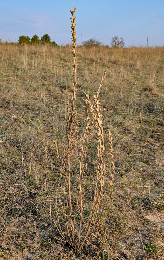 Image of Oenothera biennis specimen.