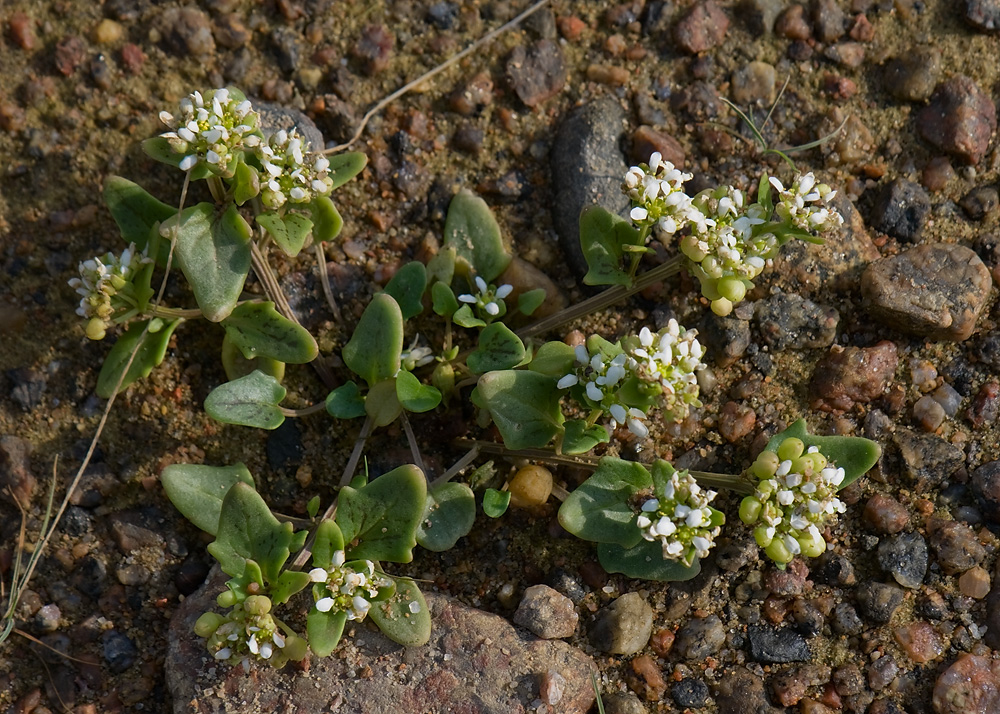 Изображение особи Cochlearia officinalis ssp. norvegica.