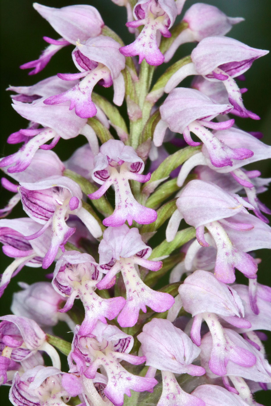 Image of Orchis militaris specimen.