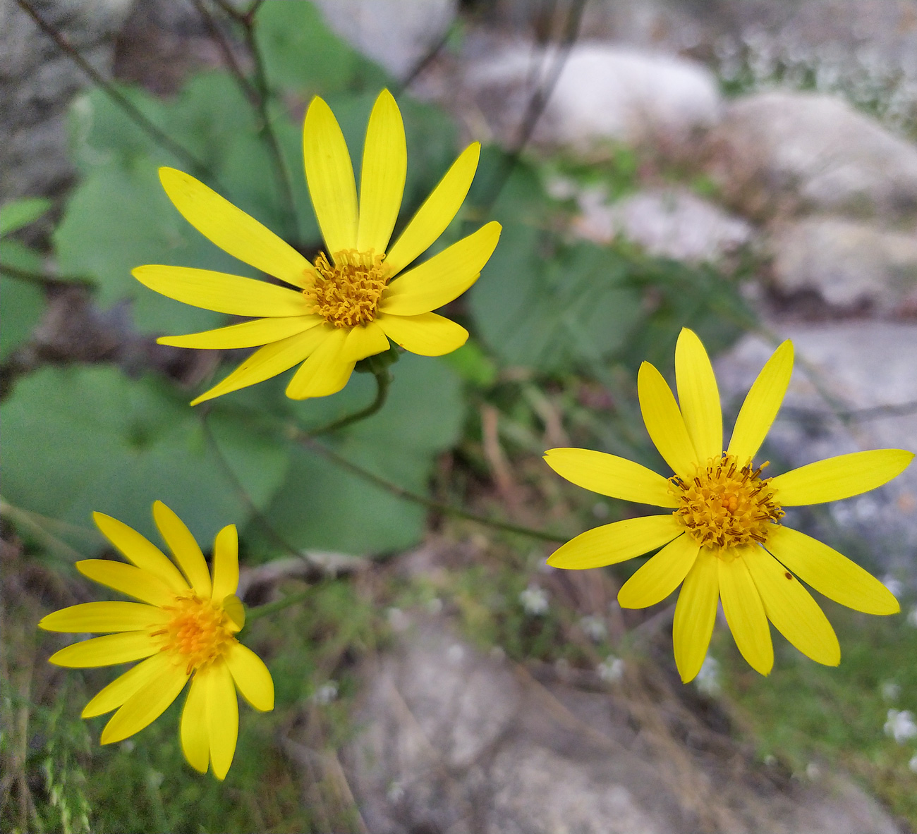 Image of Dolichorrhiza renifolia specimen.