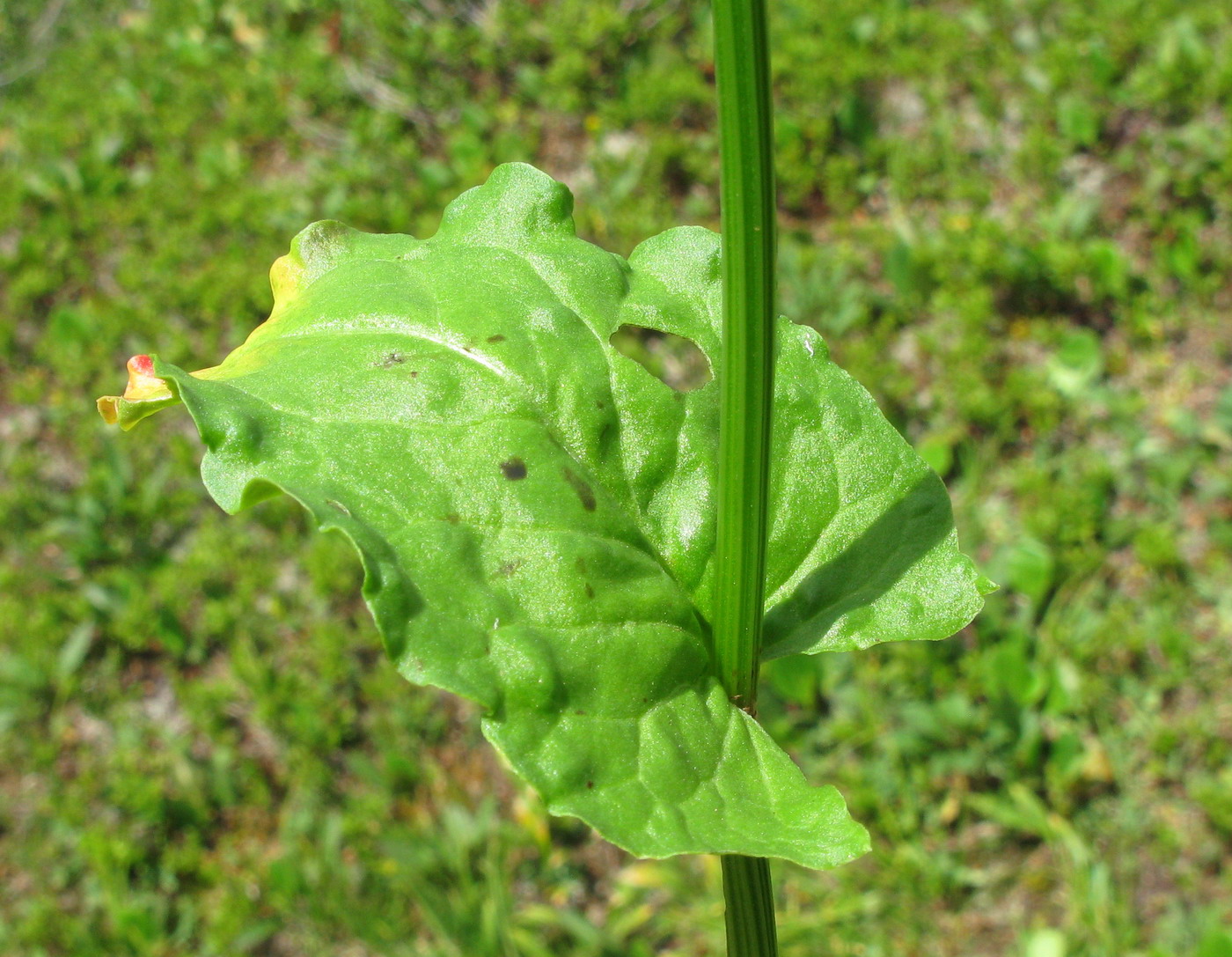 Image of Rumex arifolius specimen.