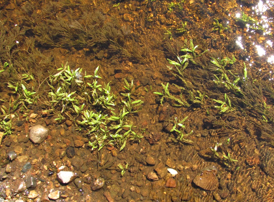 Image of Myosotis palustris specimen.