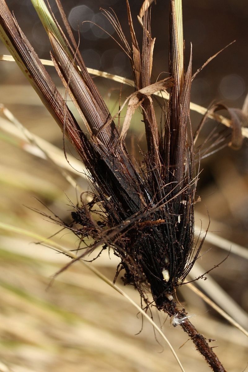 Изображение особи Carex appropinquata.