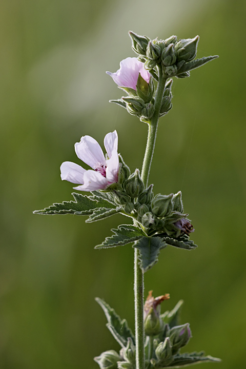 Image of Althaea armeniaca specimen.