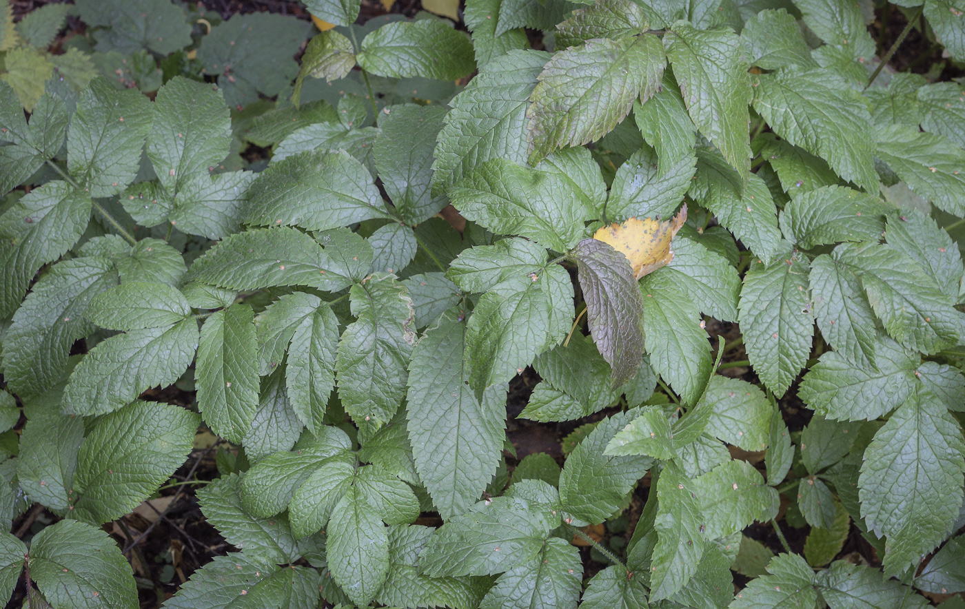 Image of Chaerophyllum aromaticum specimen.