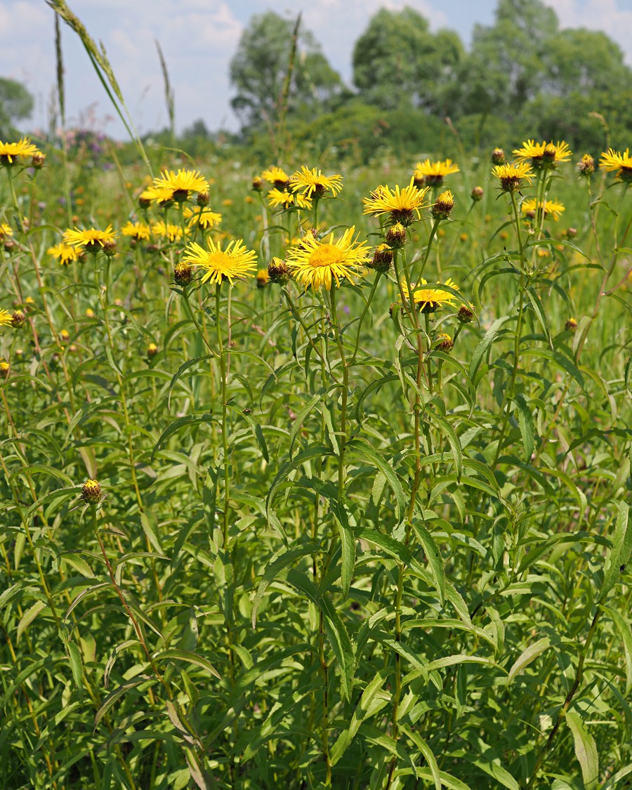 Image of Inula salicina specimen.