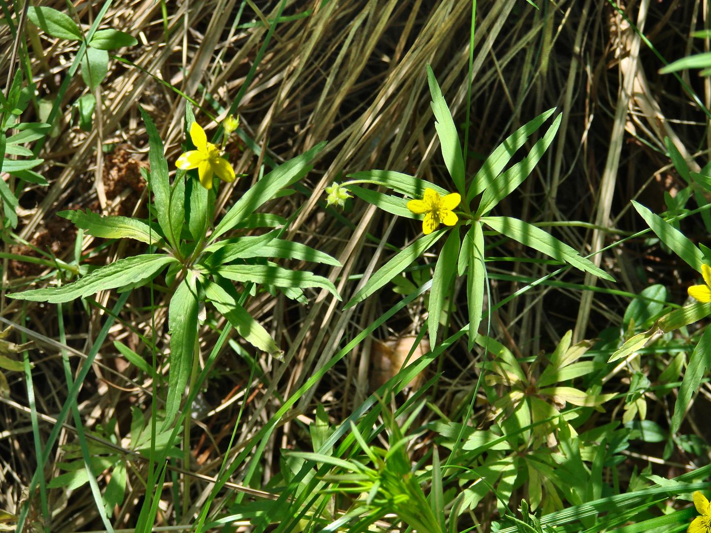 Image of Anemone jenisseensis specimen.