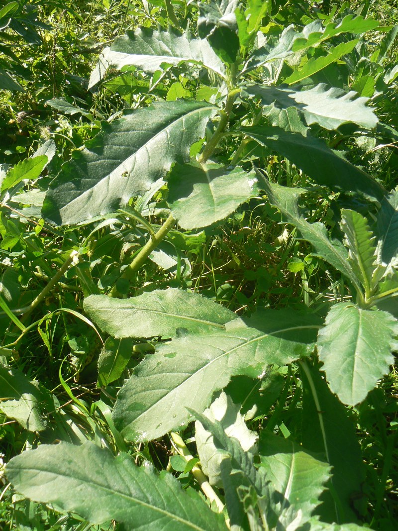 Image of Cirsium setosum specimen.