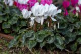 Cyclamen persicum. Цветущее растение. Израиль, г. Бат-Ям, на газоне. 16.12.2022.