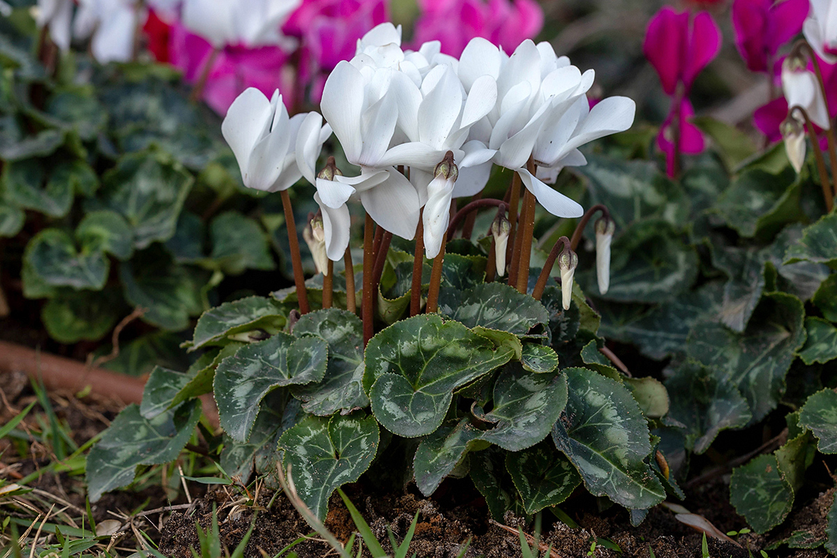 Image of Cyclamen persicum specimen.