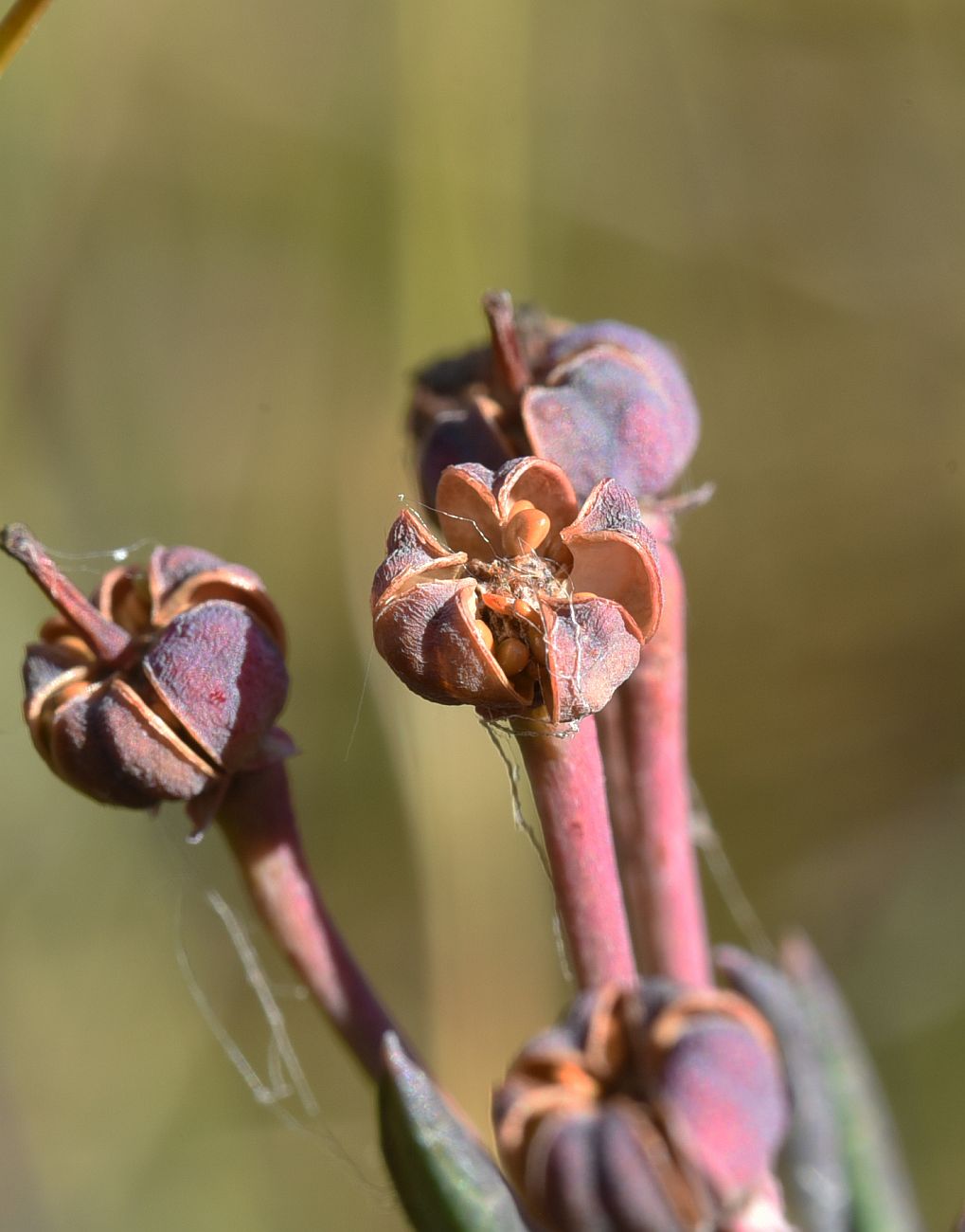 Image of Andromeda polifolia specimen.