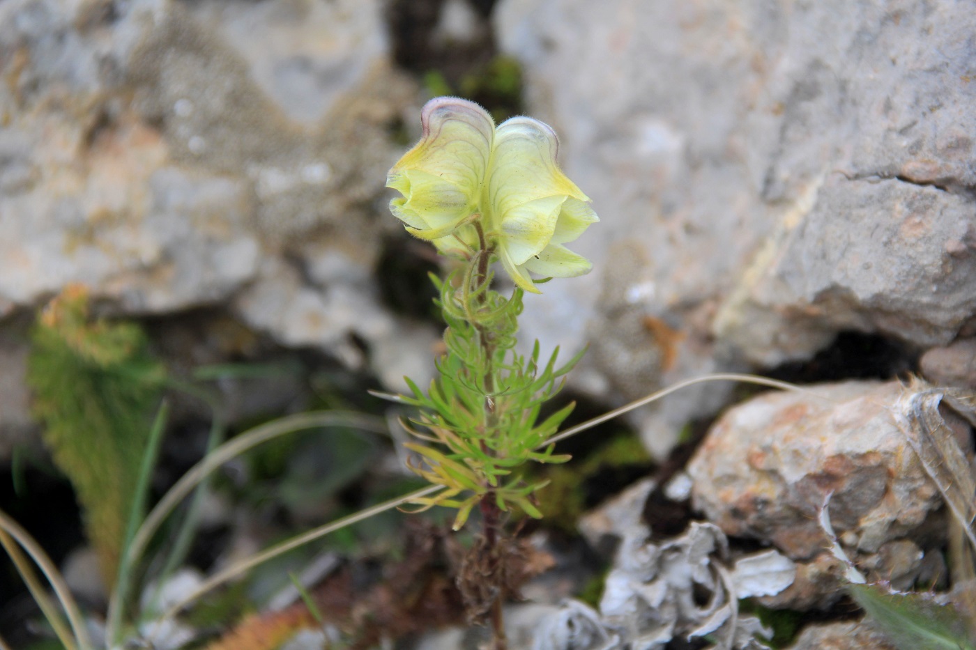 Image of Aconitum anthora specimen.