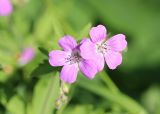 Geranium sylvaticum