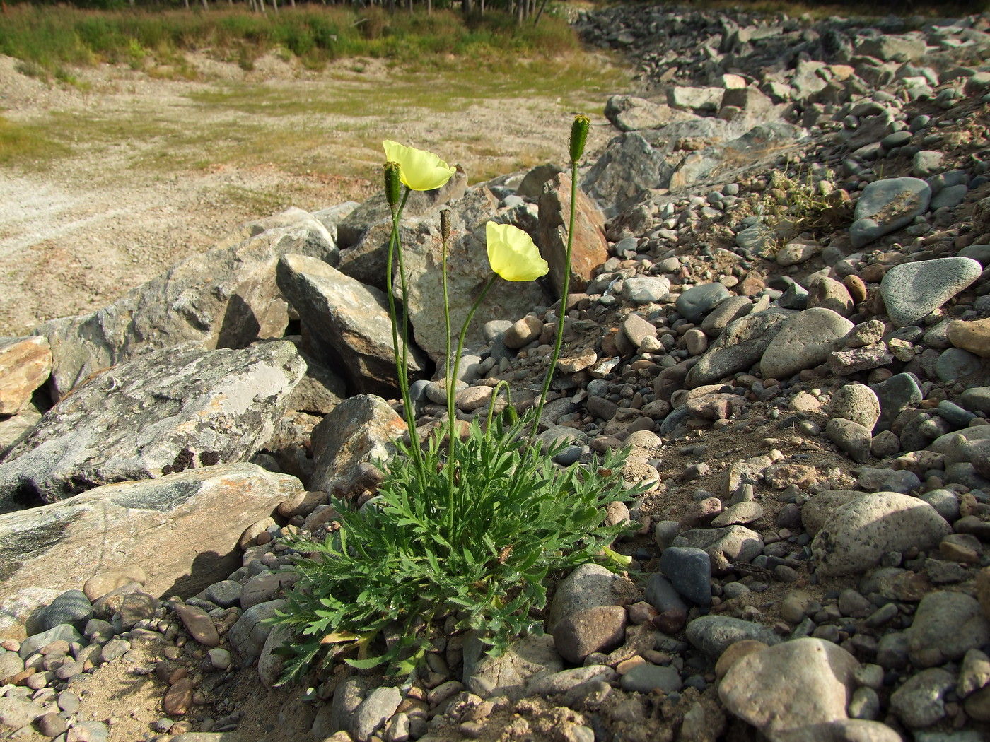 Image of Papaver lapponicum specimen.